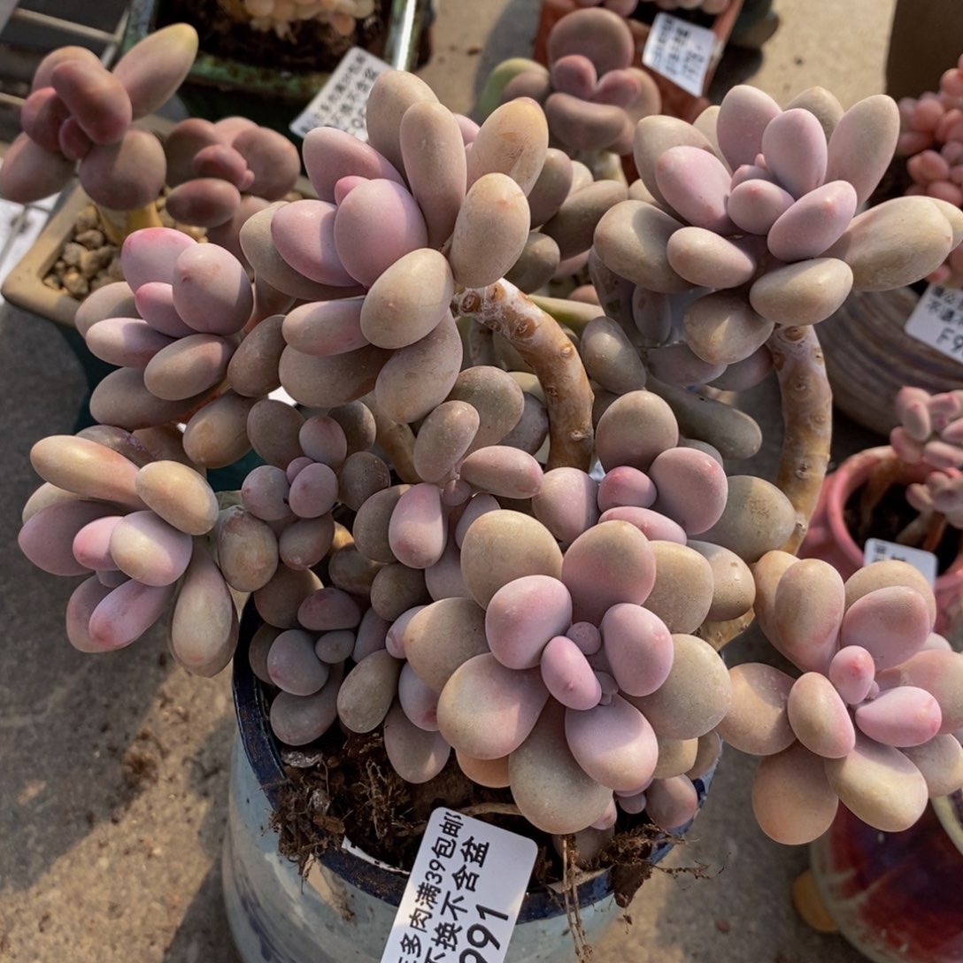 桃蛋991/10cm多肉