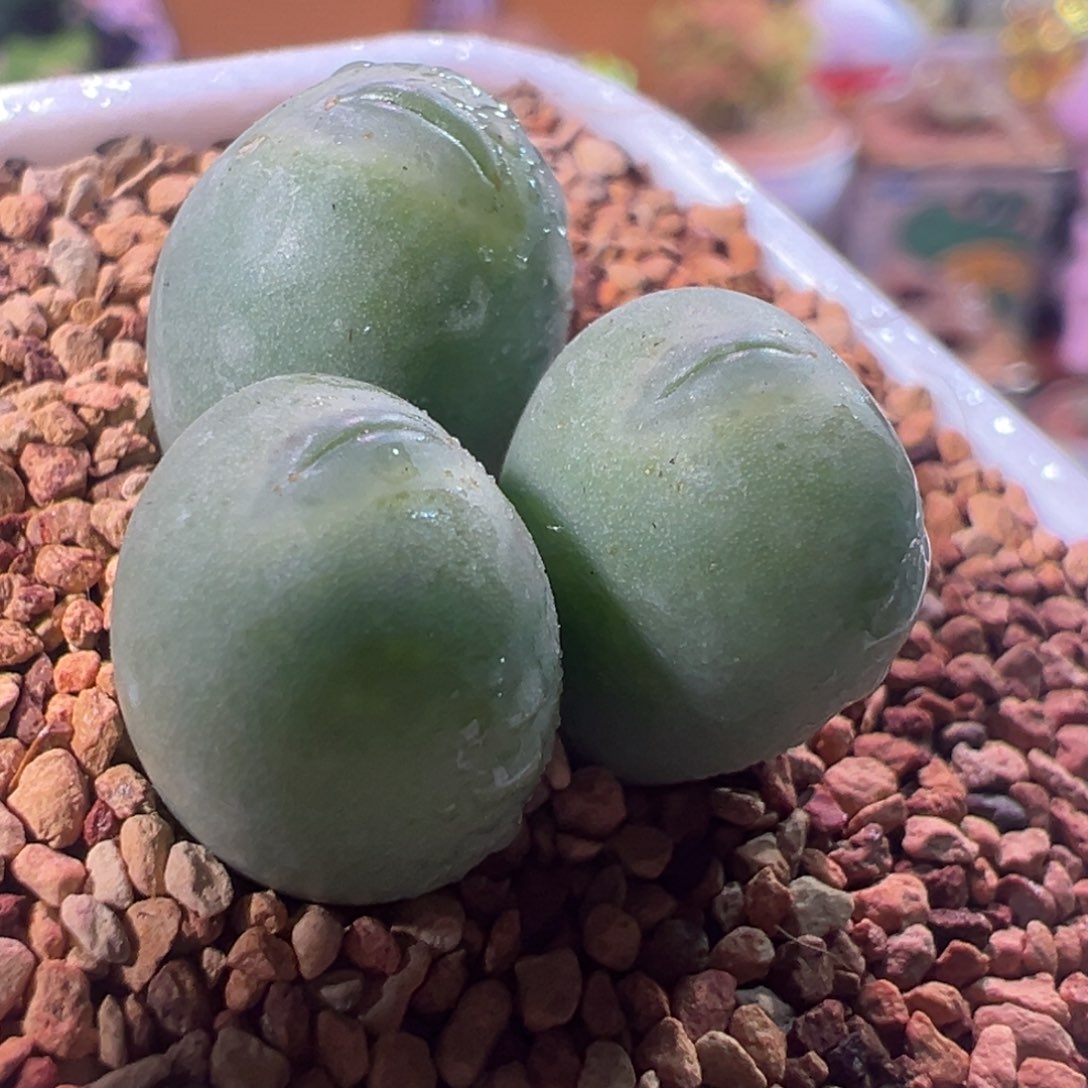 0418，嘟嘟海豚嘴，肉锥植物