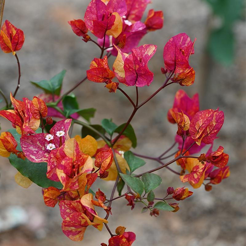 啊达娜 三角梅苗好养易开花花卉【【不带花发货】发货】