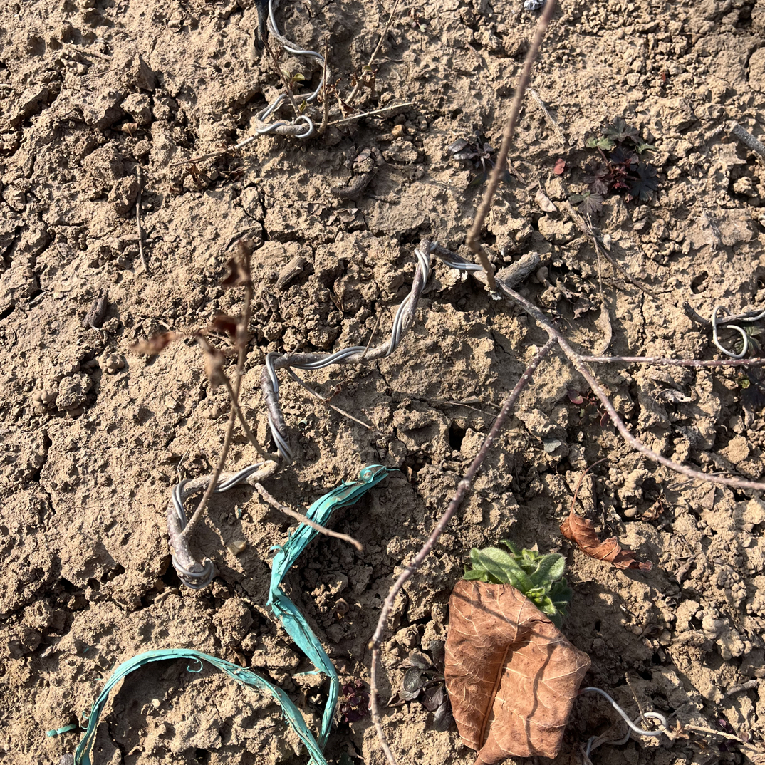 带弯造型罗汉丁香球发2颗