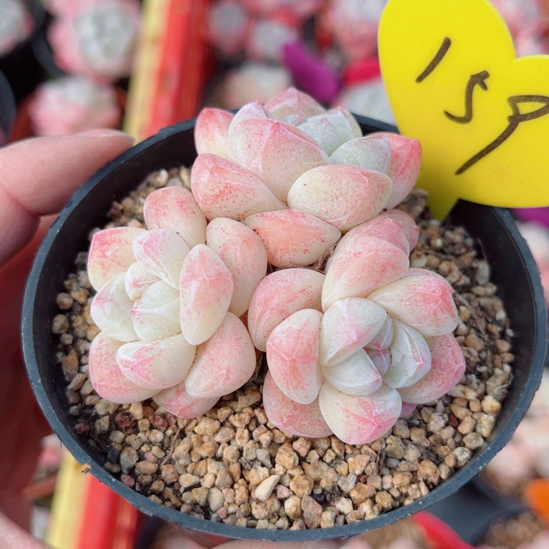 159号小老桩冰玉群