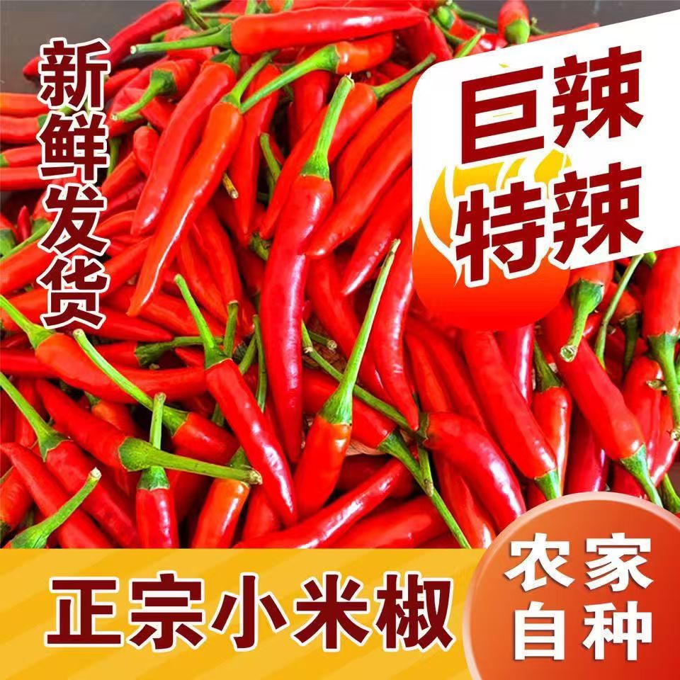 新鲜现摘小米辣椒野山椒朝天椒超辣可用于泡椒剁椒的优质蔬菜