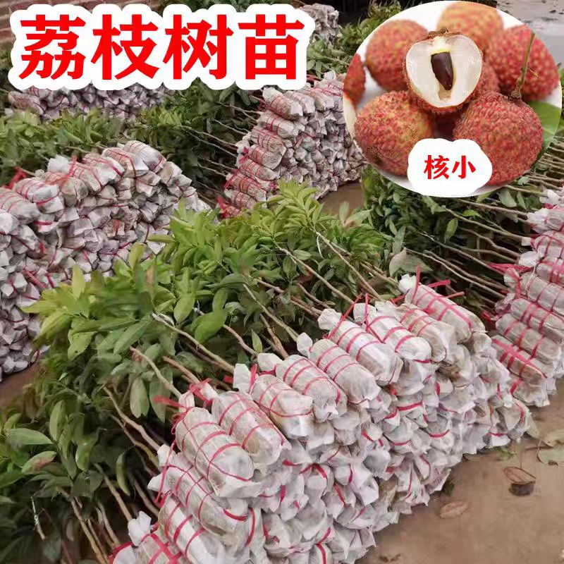 荔枝树苗无核荔枝苗妃子笑荔枝苗糯米糍荔枝苗桂味冰荔枝三月红