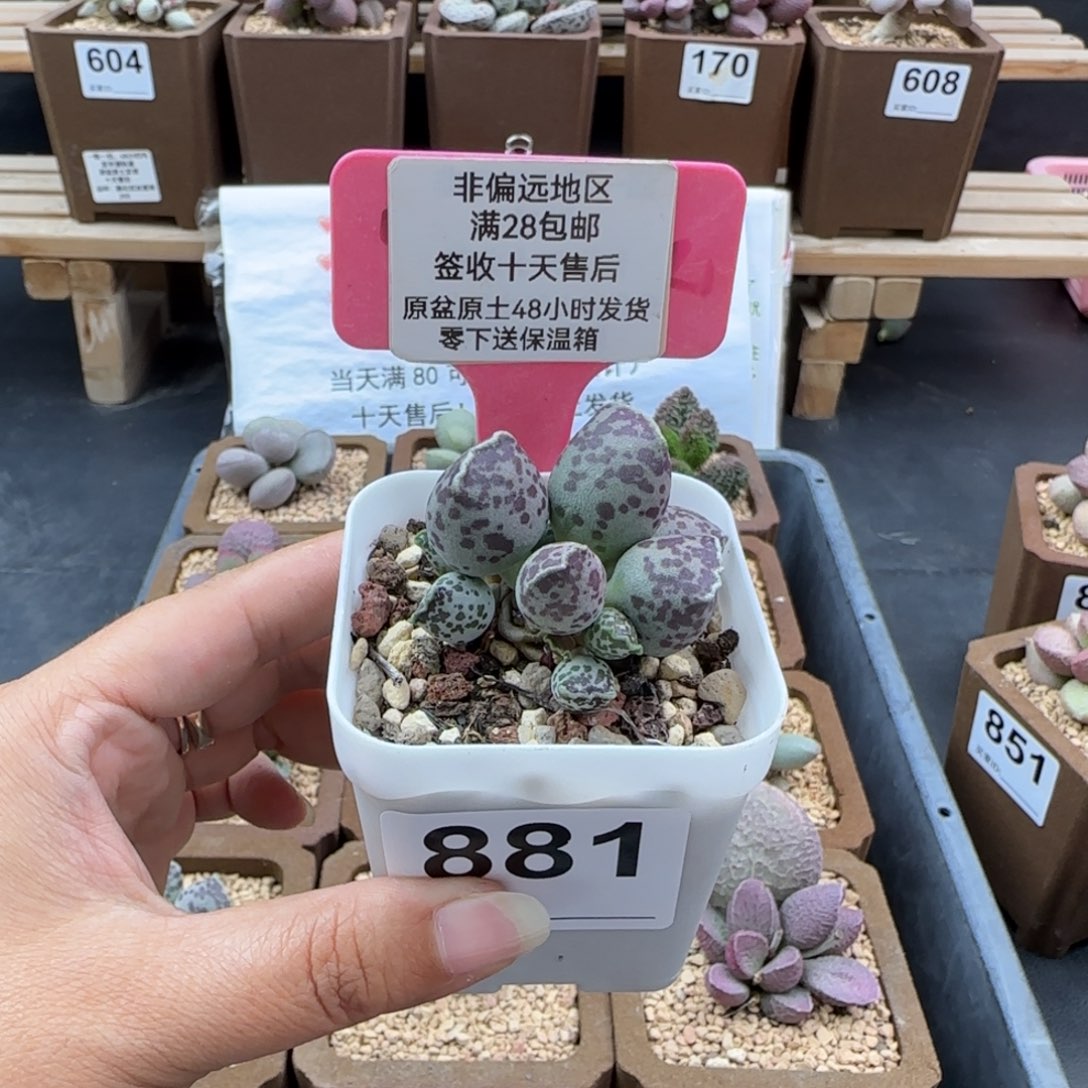 881达摩海豹多肉植物