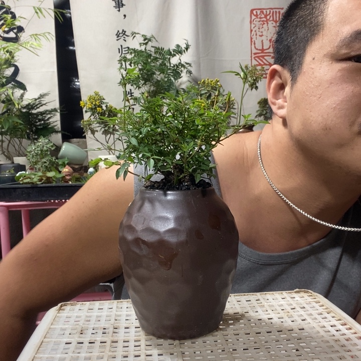 以实际为准绿植盆景盆栽128