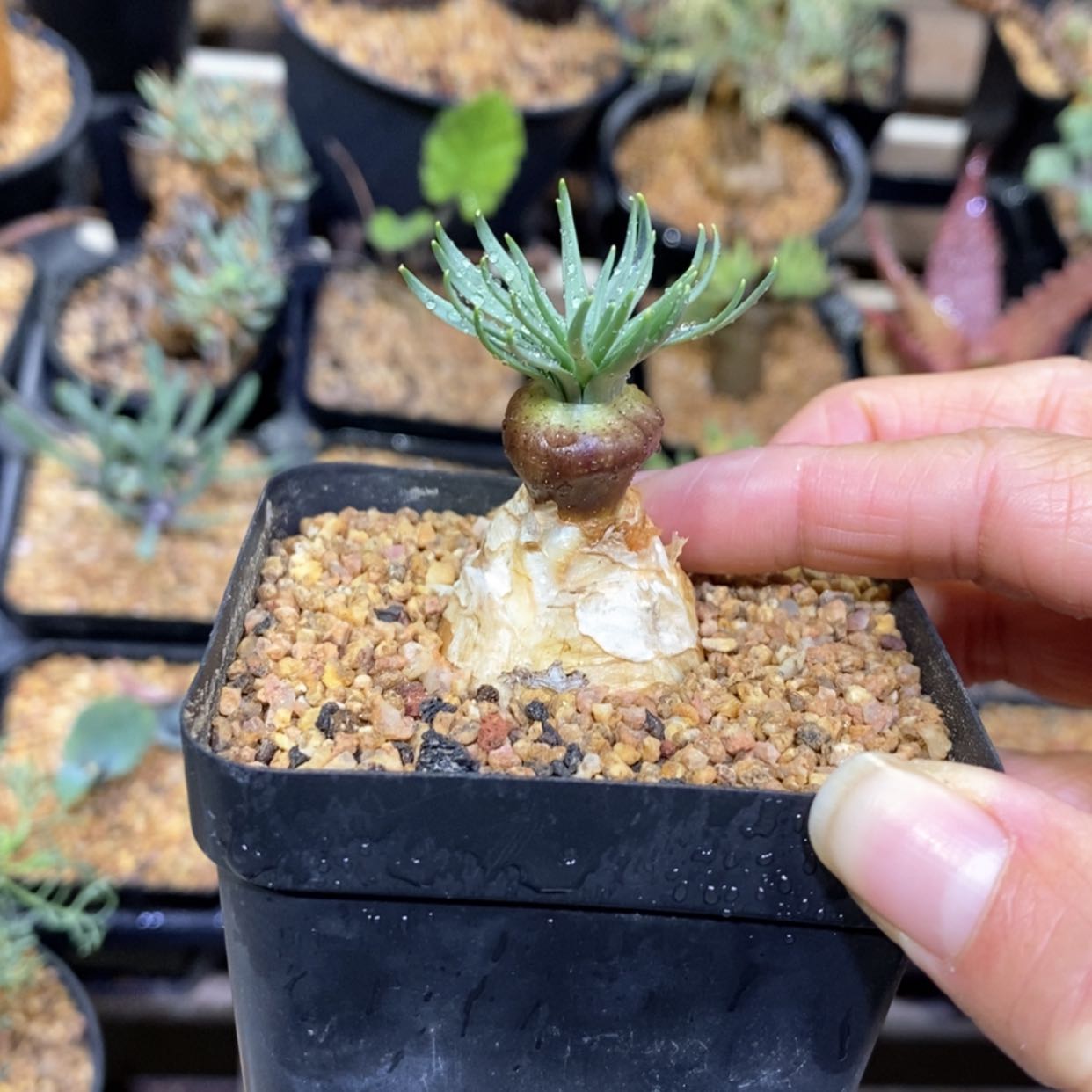 【闪购商品】GN 弹簧草