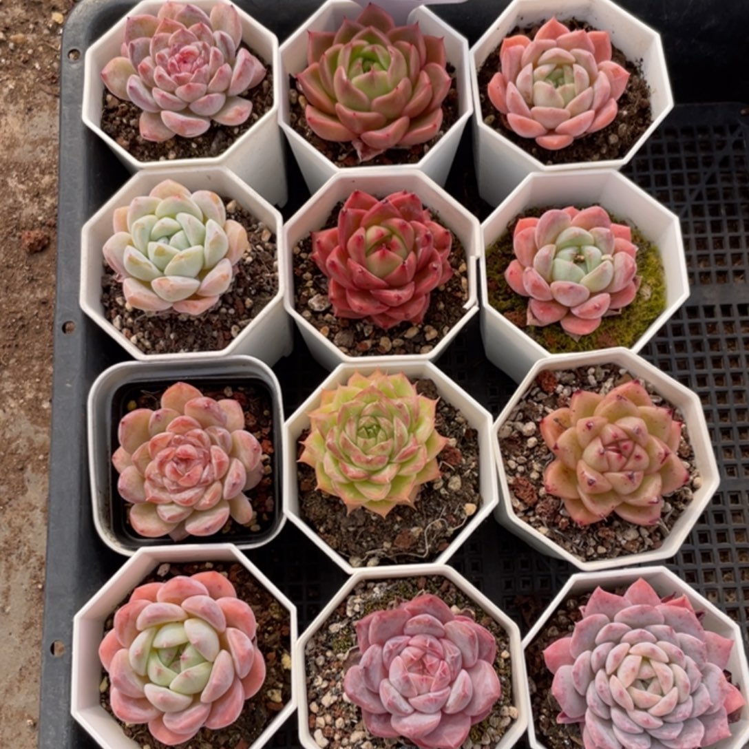 不包整散 盆子不售后1316