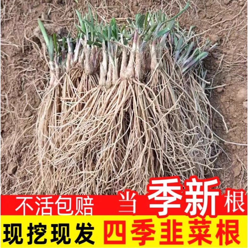 新韭菜根香韭菜根小叶韭菜根大叶韭菜根四季可栽好养活的庭院绿植