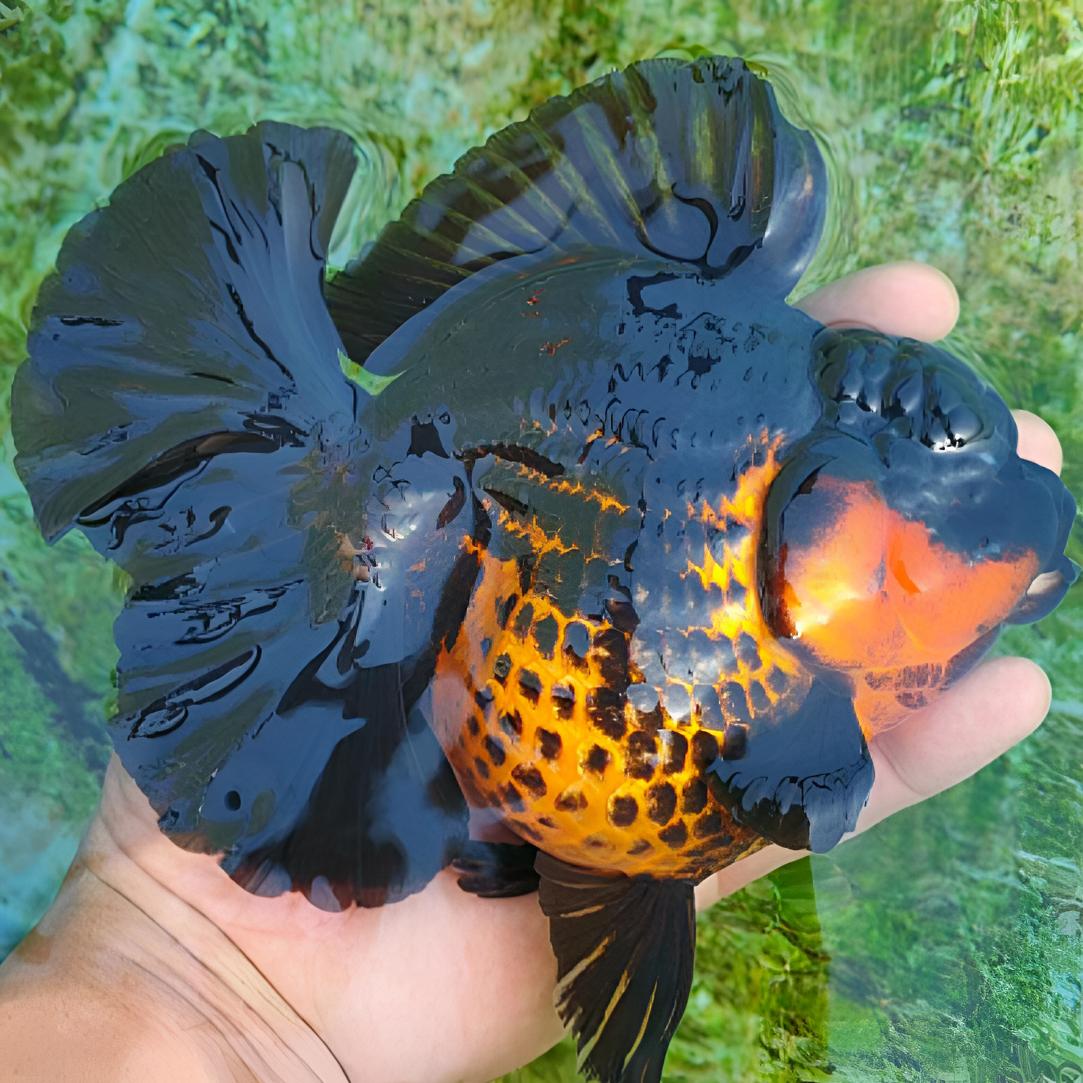 8公分精品百褶尾泰狮主图是鱼鱼观赏鱼的爹娘活鱼金鱼包邮鲜活