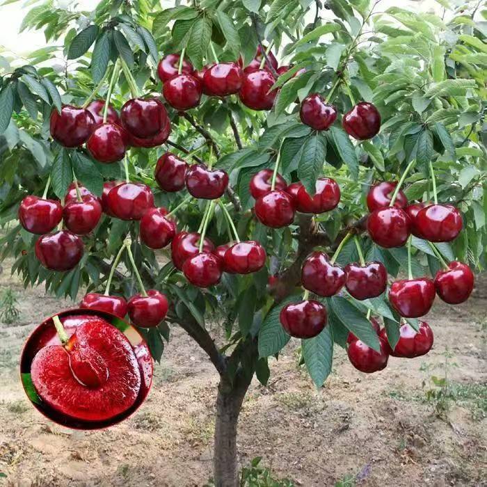 ZB66【正宗树苗】黑珍珠车子盆栽地载南方北方阳台庭院果树苗