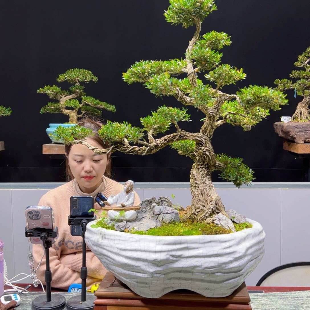 四季常青老桩黄杨盆景