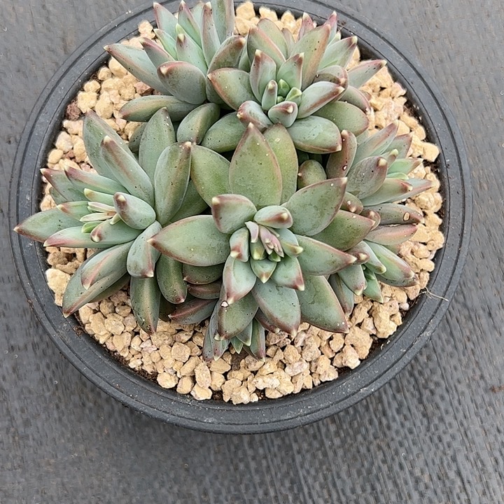 【闪购商品】宽叶美人 