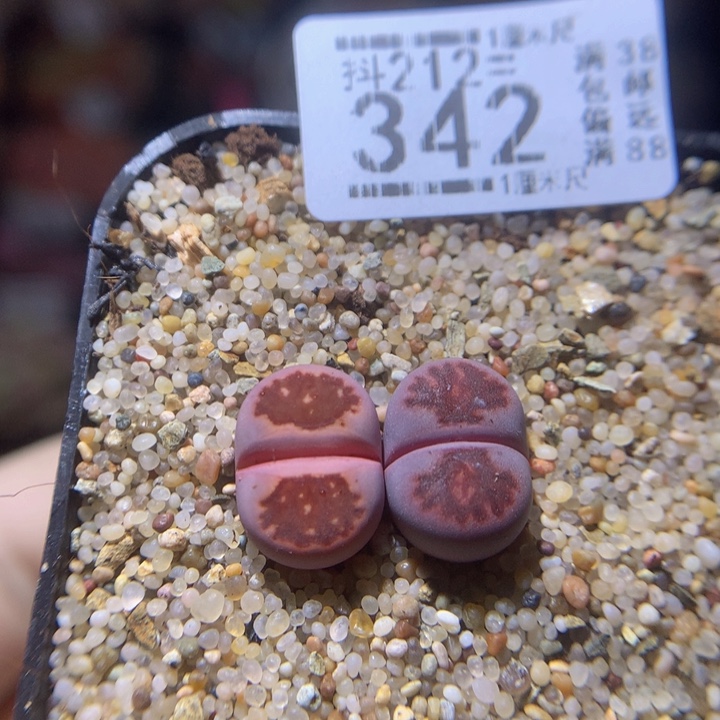 元宵节快乐212.342紫菊