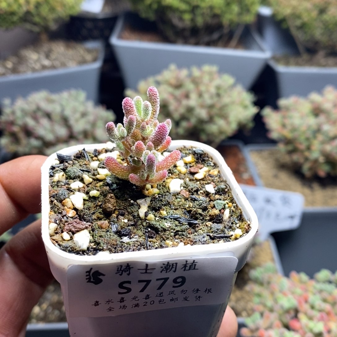 779实生精控优选冰晶多肉