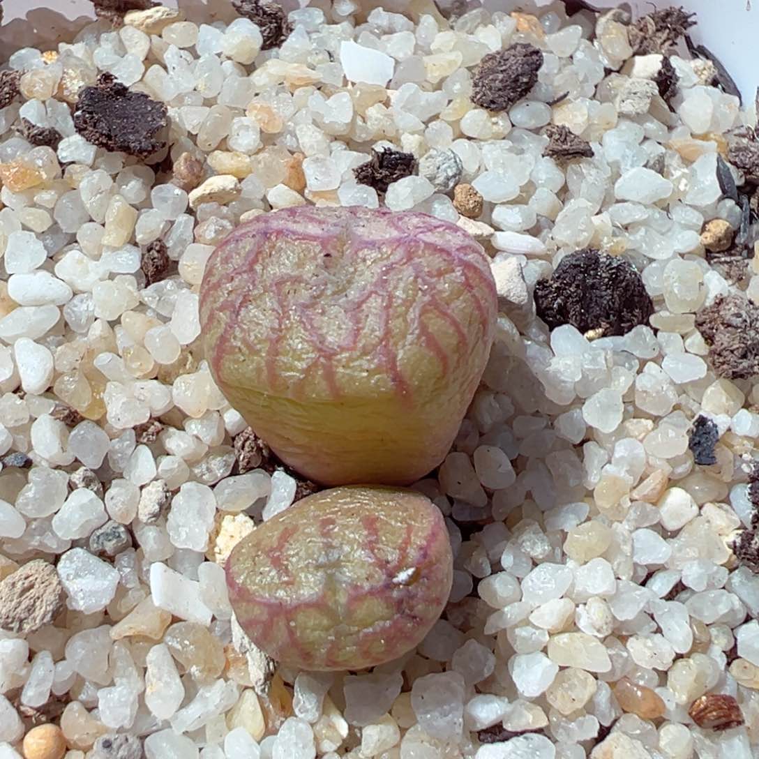 122-313.我的小可爱