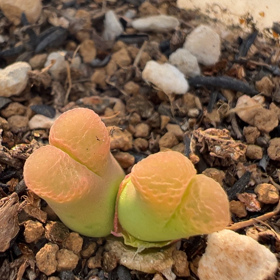104多肉植物百科樱花1453.9