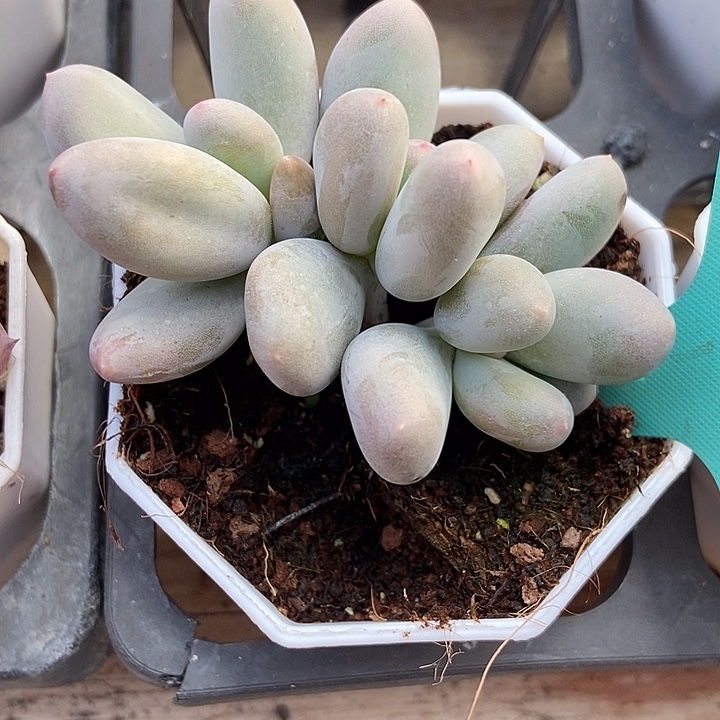 多肉植物米可奶群1167