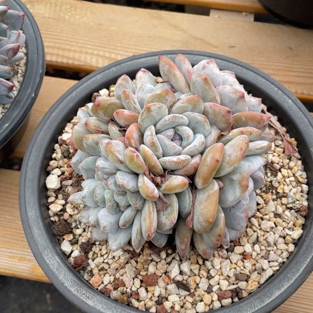 火***蓝火蓝1111111111122222