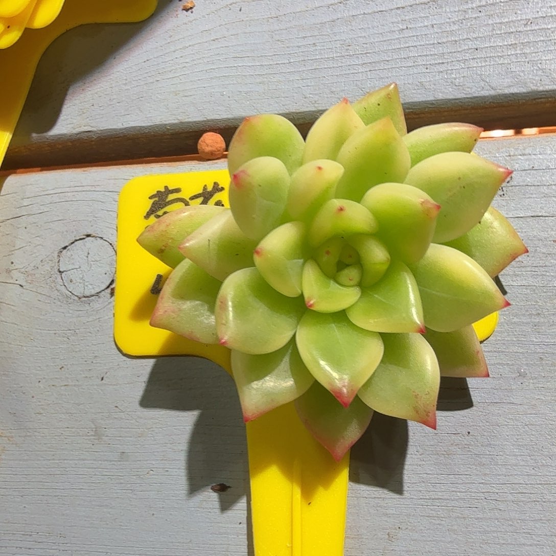 ****葱红酒东云锦，多肉植物