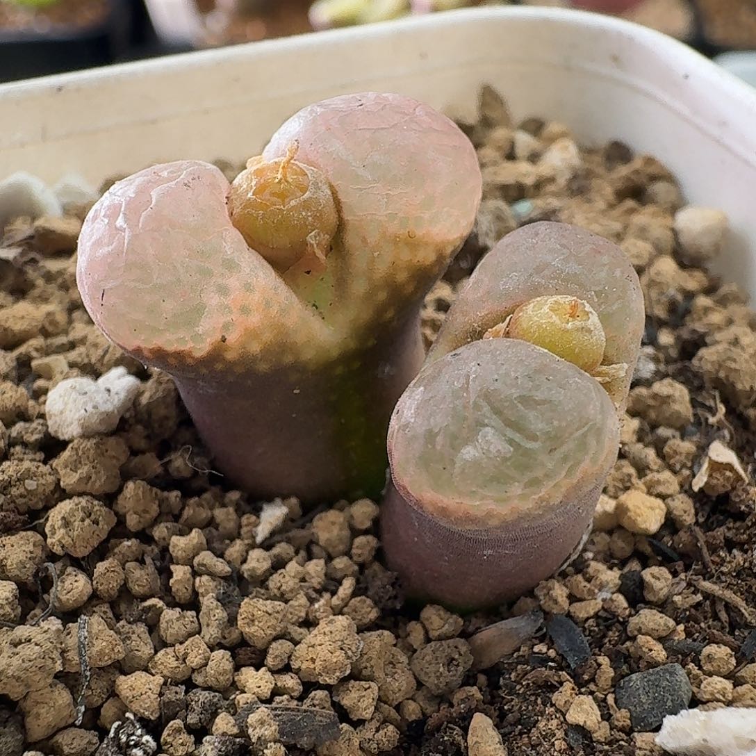 风铃特价出哈哈哈哈哈哈