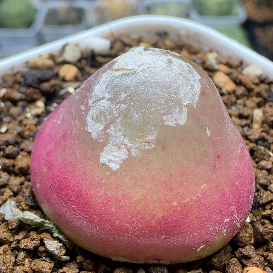 灯泡多肉植物百科