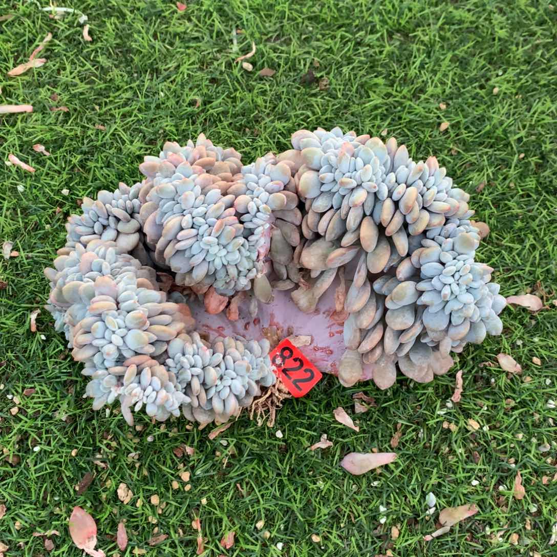 822粉兔111111111111微瑕