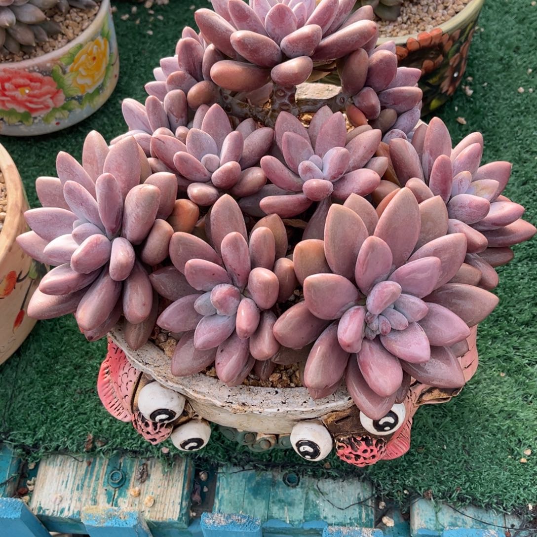 原始虞美人一物一拍