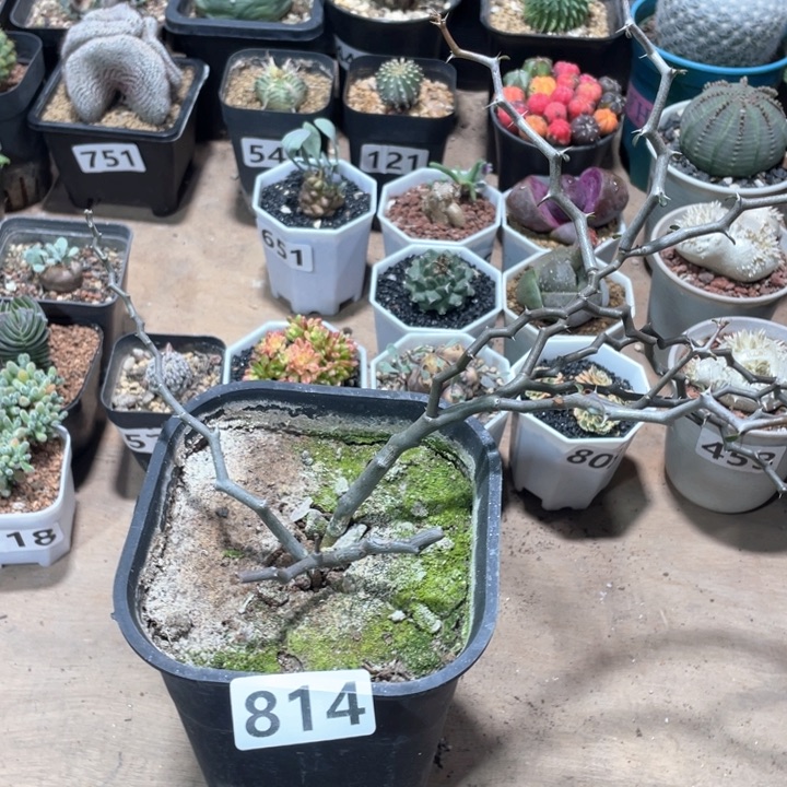 814大弯曲龙块根植物