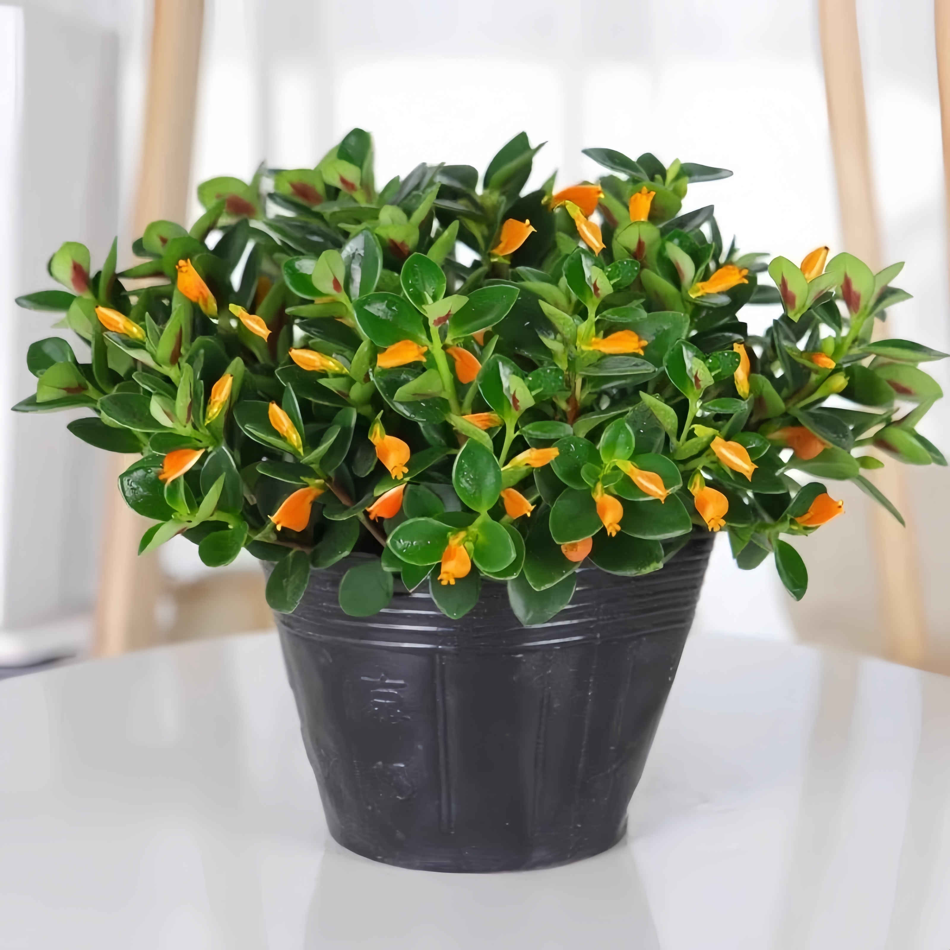 金鱼吊兰盆栽老桩四季植物办公室内阳台净化空气吸甲醛桌面绿植