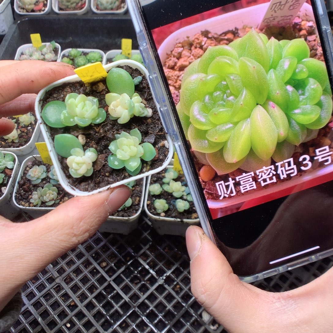 无花朵财富3号 4颗一组量拍yyyyy