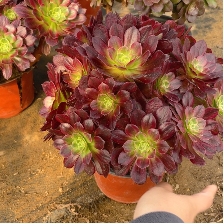 345安娜法师多肉断枝不售后