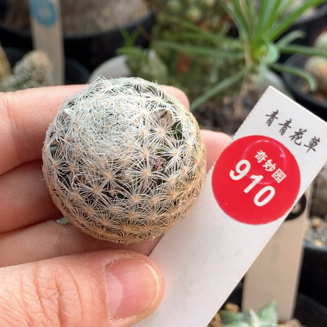 实生姬玉3.5cm一棵仙人球