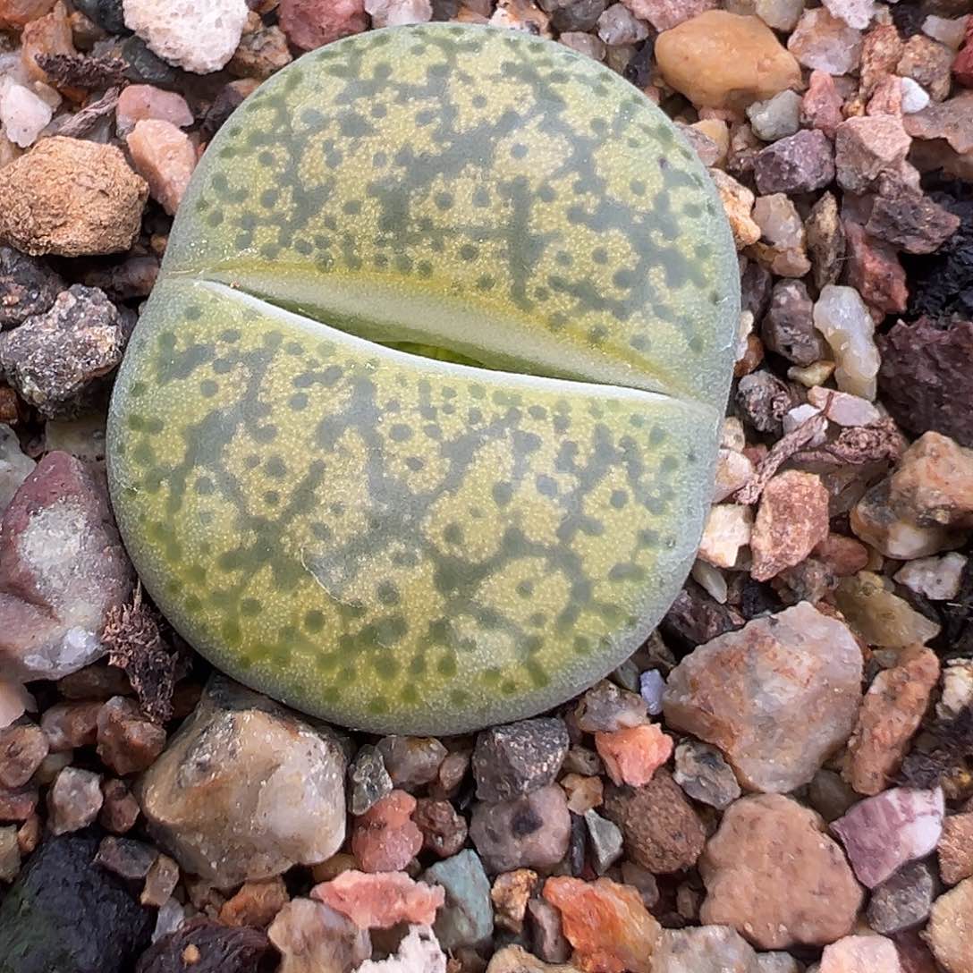 1316几何荧光绿一步之遥