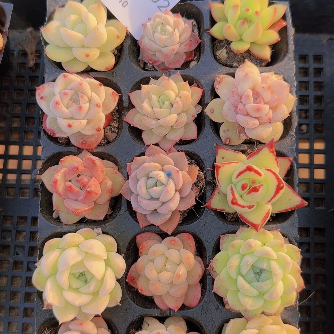 直播一物一拍多肉102