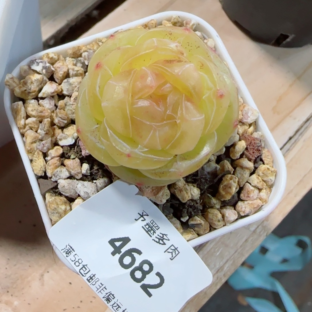 素素，4682多肉植物