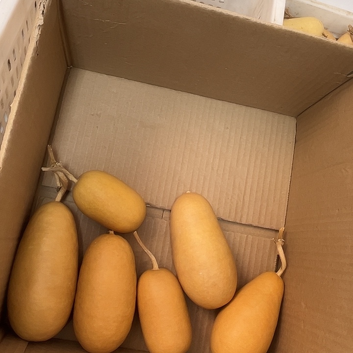 冬瓜陨石坑漂亮厚皮