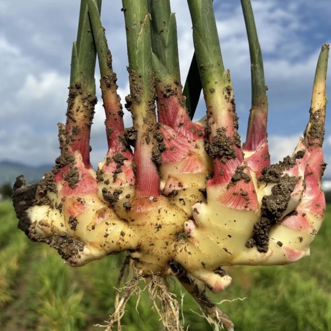 2025湘西本地高山嫩姜精选小黄姜