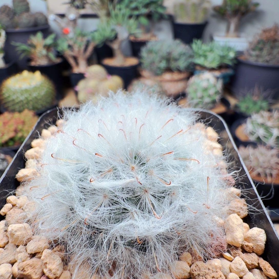 581浓毛高砂晨夕花坊