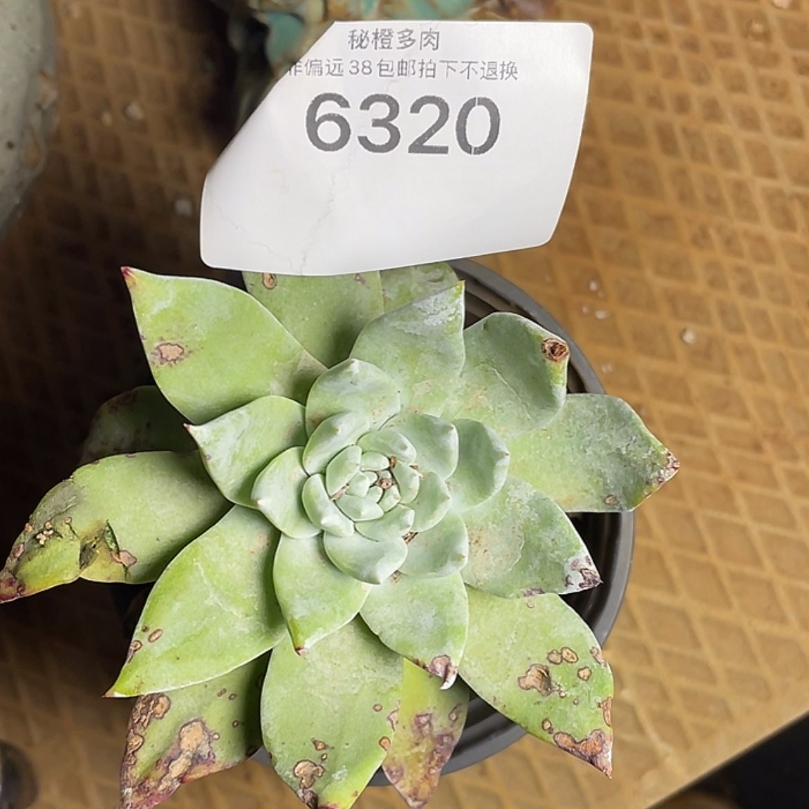 【闪购商品】牡丹苹果叶