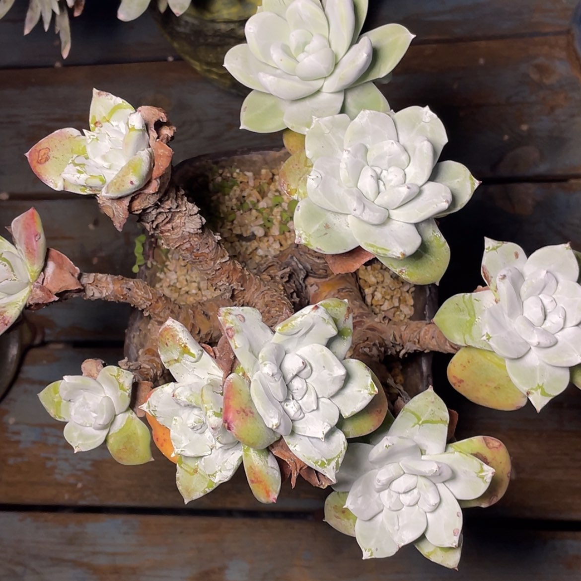 【闪购商品】大花朵帕翠莎