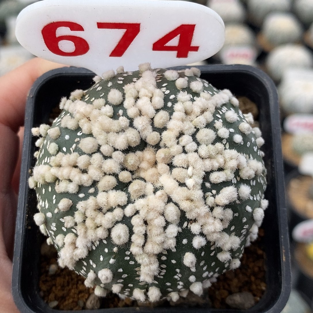 671花园兜系列产品系列