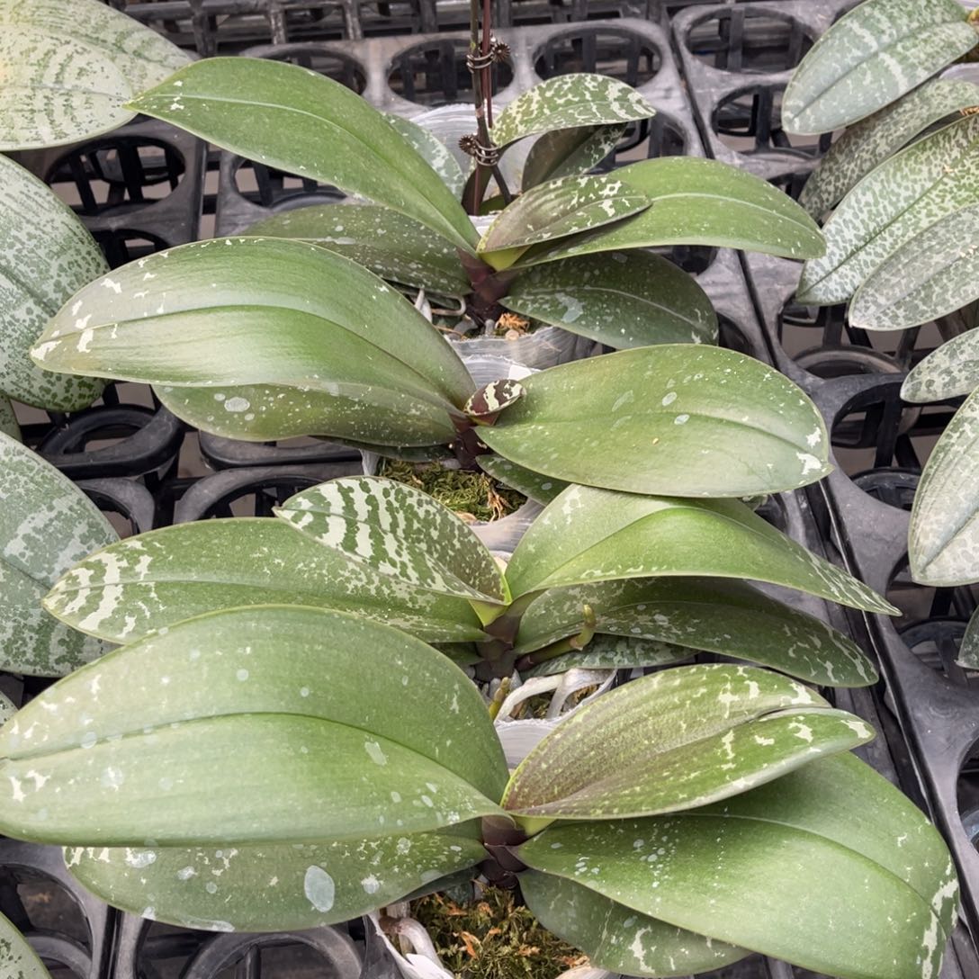 当前无花栽培后可以开花山採西交白史3.5大壮花剑苗