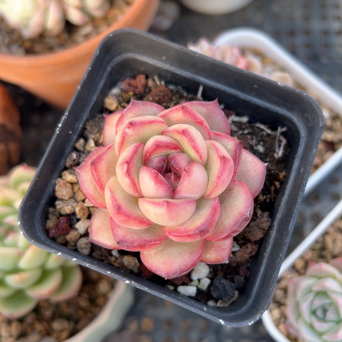 万宝龙（满38包邮）多肉