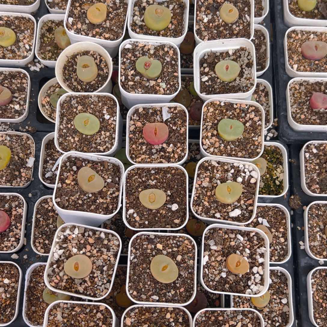 祁*@21棵毛多肉植物百科