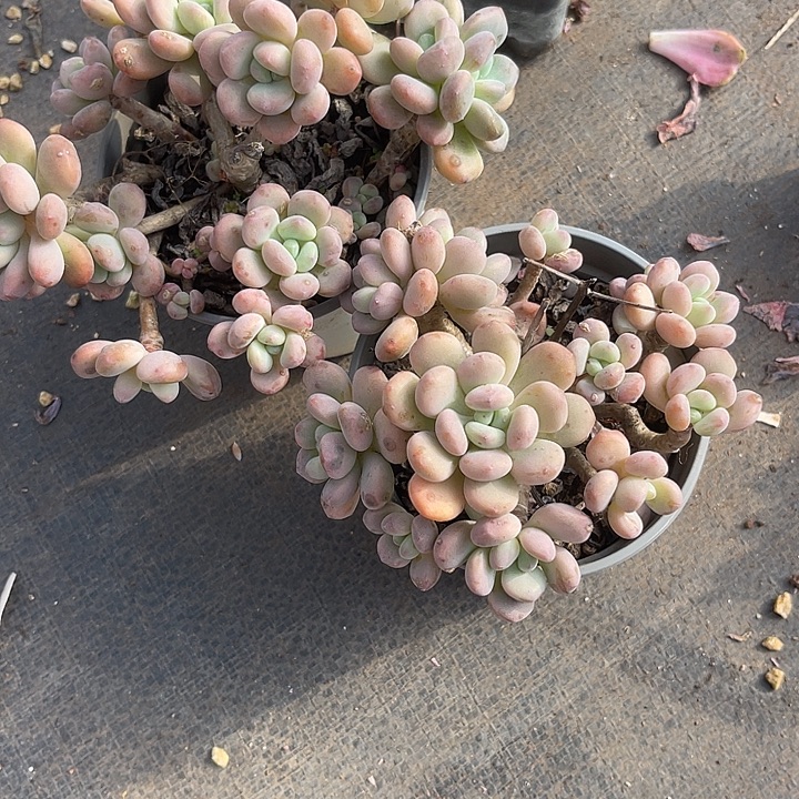 两单包邮，一物一拍木糖