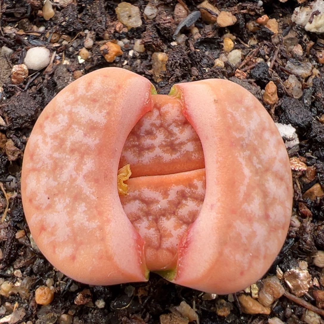 1.27好看的多肉948