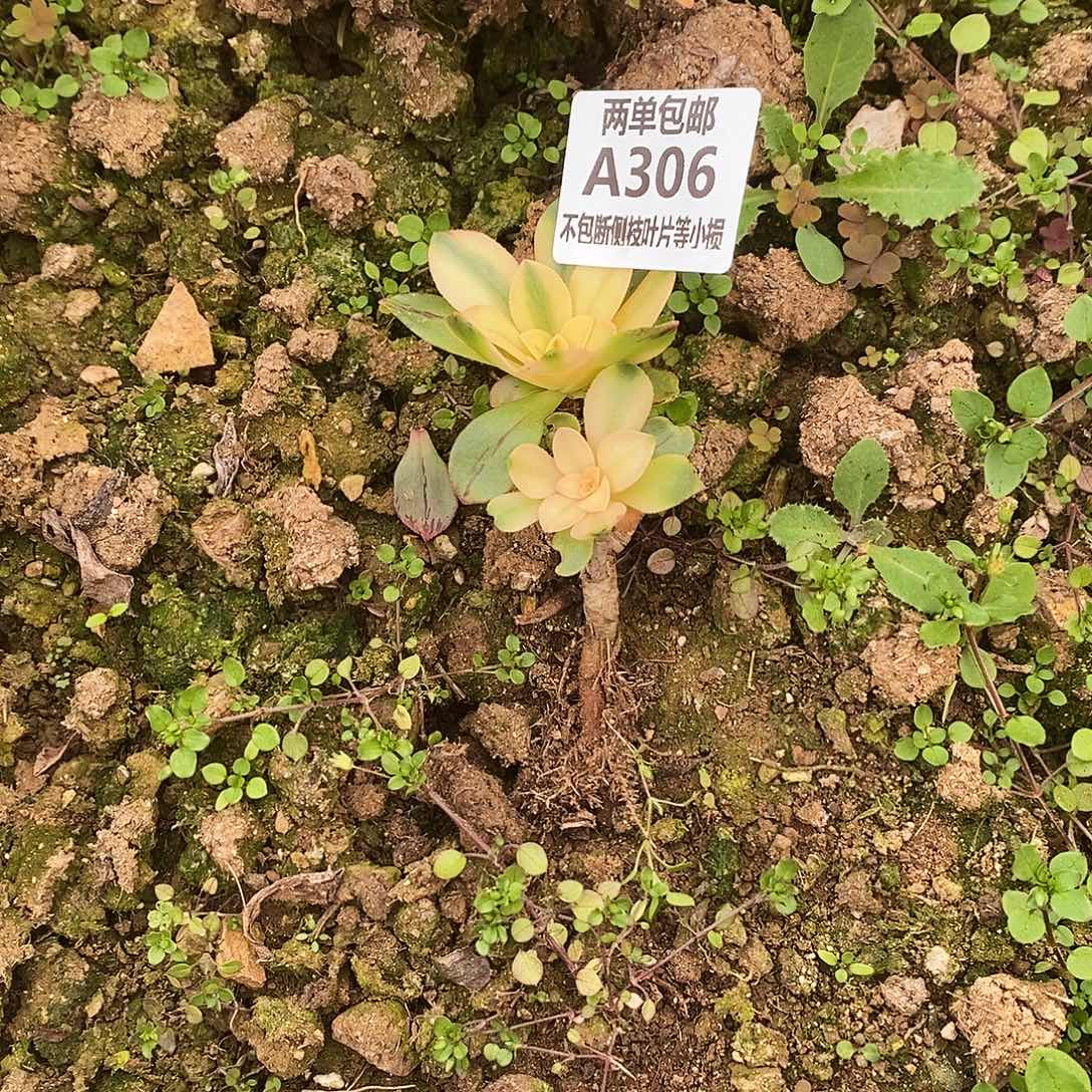 306荷花多肉有砍多肉法师锦