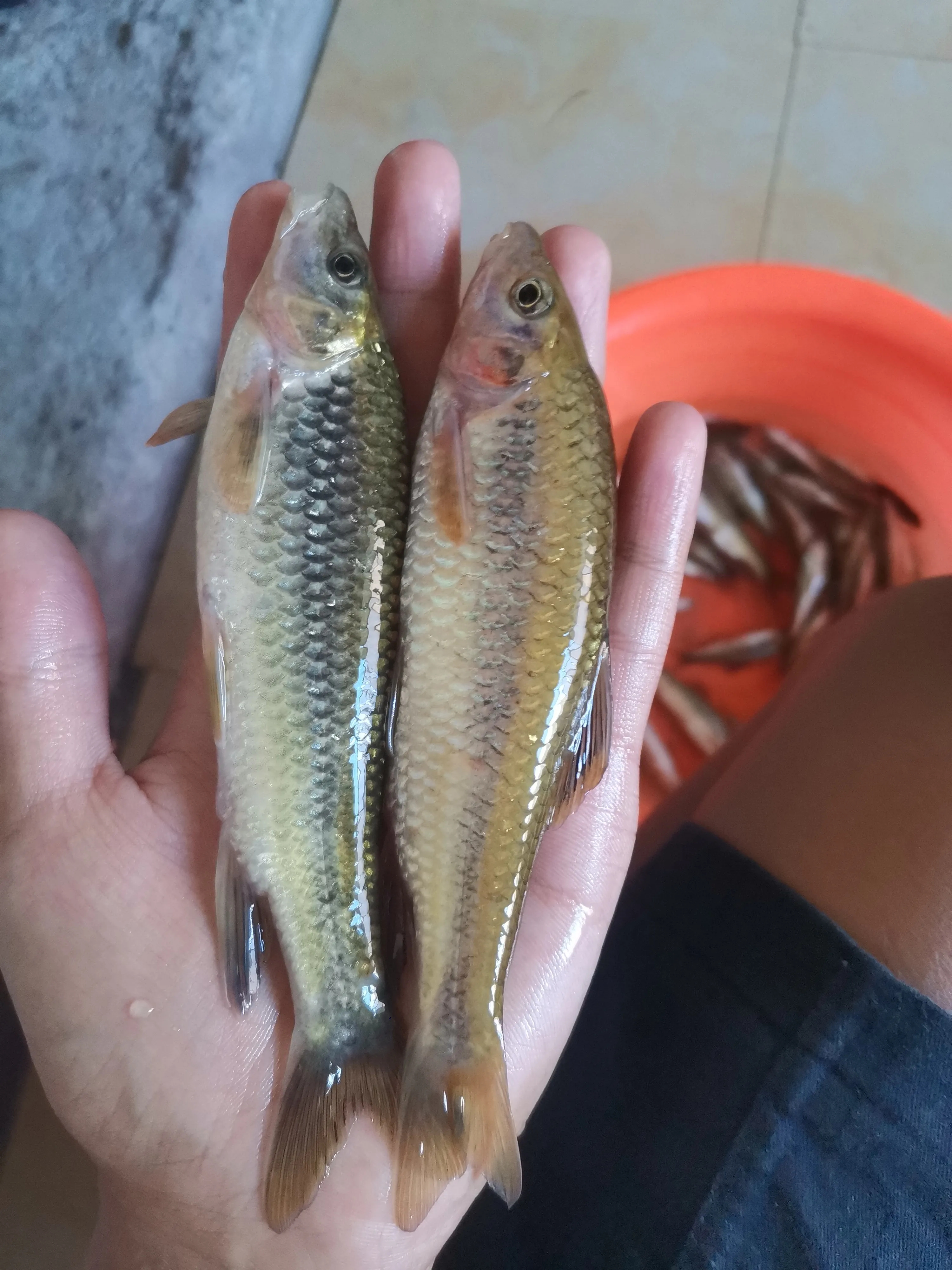 原生溪石斑，包邮到家活鱼现杀石斑鱼