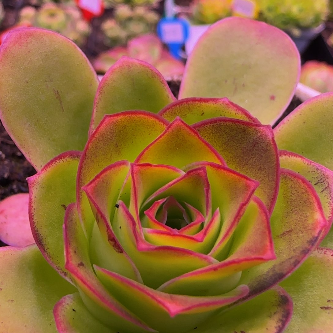 胭脂扣群1313454575767646533