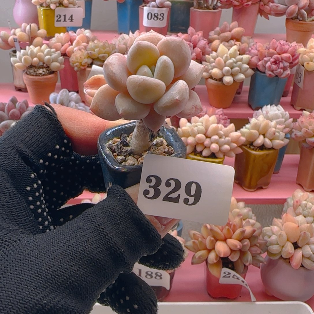 白鹭329 ，带盆土发货，满38包邮非偏远。